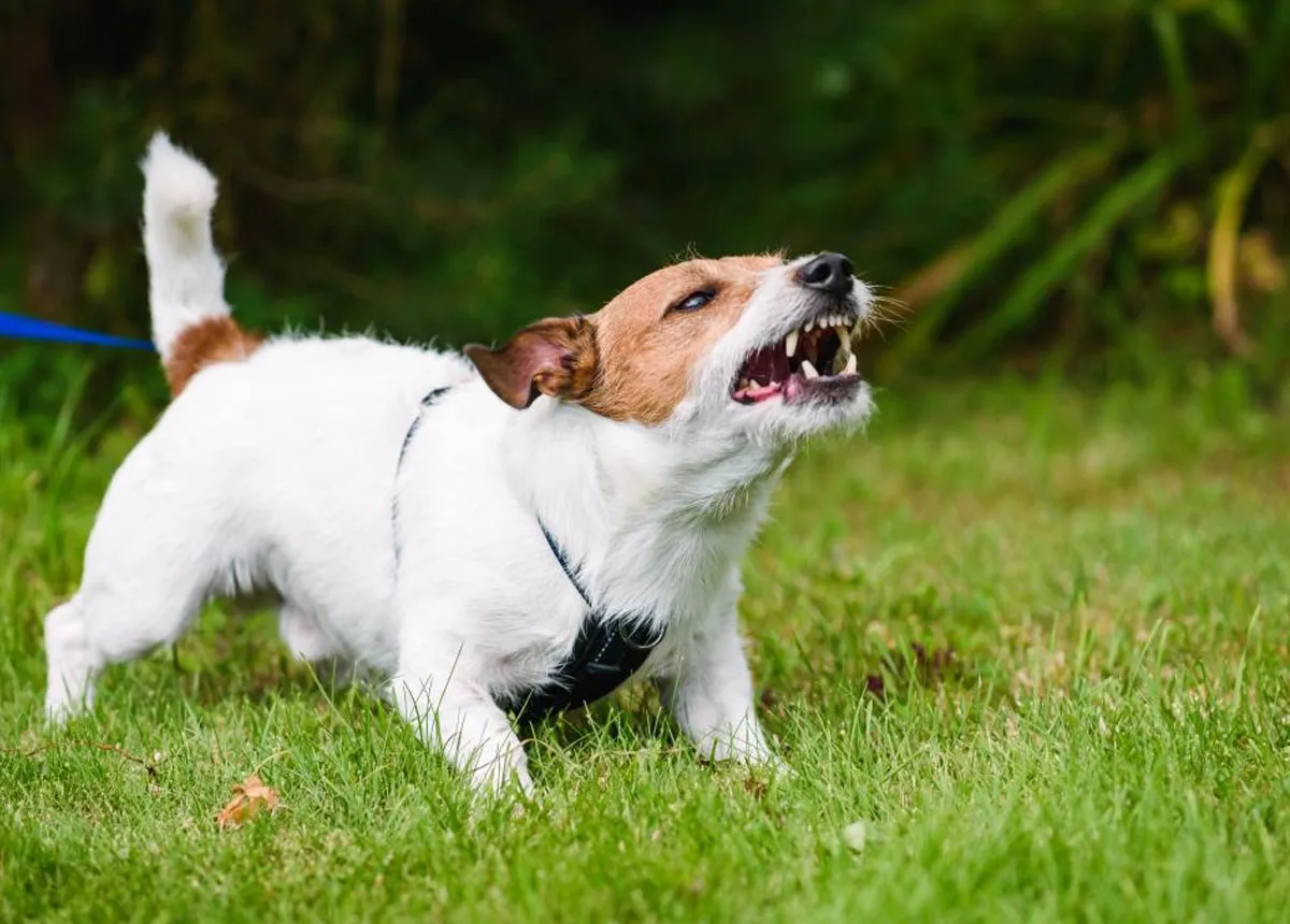 Dog bite cases